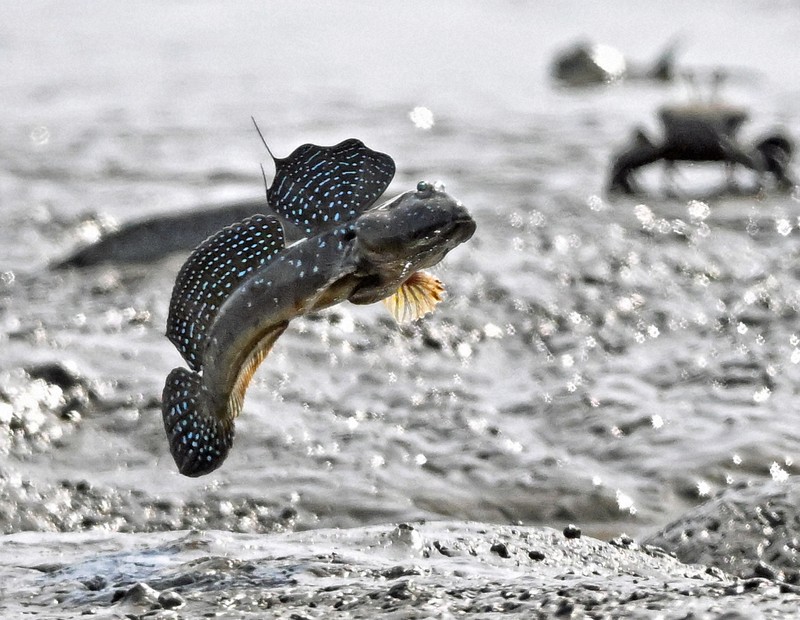 恋の季節を迎えて、有明海の干潟でジャンプするムツゴロウ＝佐賀県小城市で2024年5月21日、野田武撮影