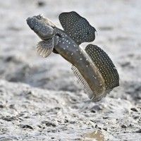 恋の季節を迎えて、有明海の干潟でジャンプするムツゴロウ＝佐賀県小城市で2024年5月21日、野田武撮影