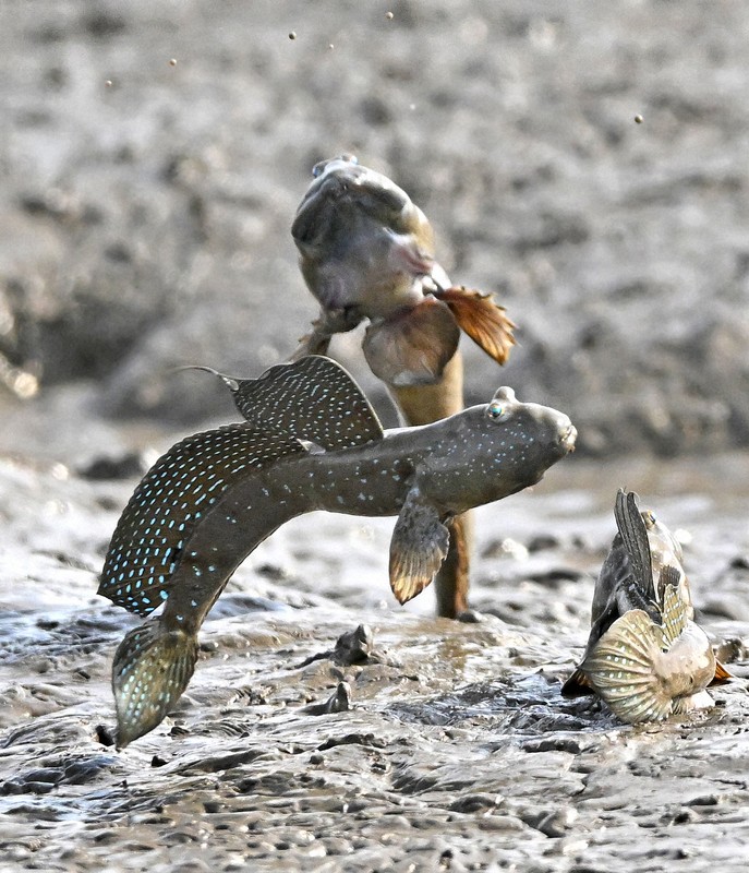 恋の季節を迎えて、有明海の干潟でジャンプするムツゴロウ＝佐賀県小城市で2024年5月21日、野田武撮影