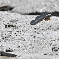 干潟でジャンプするムツゴロウ。有明海の豊かな生態系のシンボルだ＝佐賀県小城市で2024年5月21日、野田武撮影