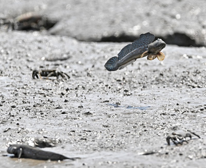 干潟でジャンプするムツゴロウ。有明海の豊かな生態系のシンボルだ＝佐賀県小城市で2024年5月21日、野田武撮影