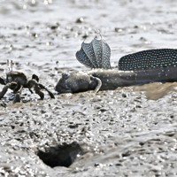 背ビレを立ててカニを威嚇するムツゴロウ＝佐賀県小城市で2024年5月21日、野田武撮影