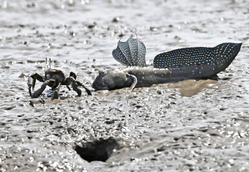 背ビレを立ててカニを威嚇するムツゴロウ＝佐賀県小城市で2024年5月21日、野田武撮影