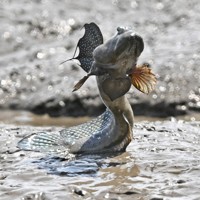 ジャンプするために、体をバネのように使うムツゴロウ＝佐賀県小城市で2024年5月21日、野田武撮影