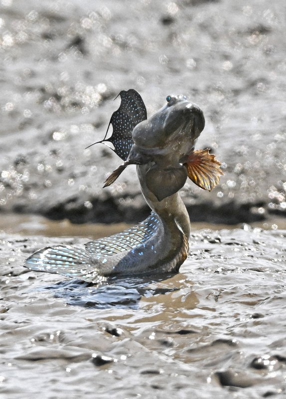 ジャンプするために、体をバネのように使うムツゴロウ＝佐賀県小城市で2024年5月21日、野田武撮影