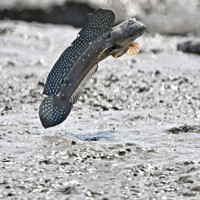 恋の季節を迎えて、有明海の干潟でジャンプするムツゴロウ＝佐賀県小城市で2024年5月21日、野田武撮影