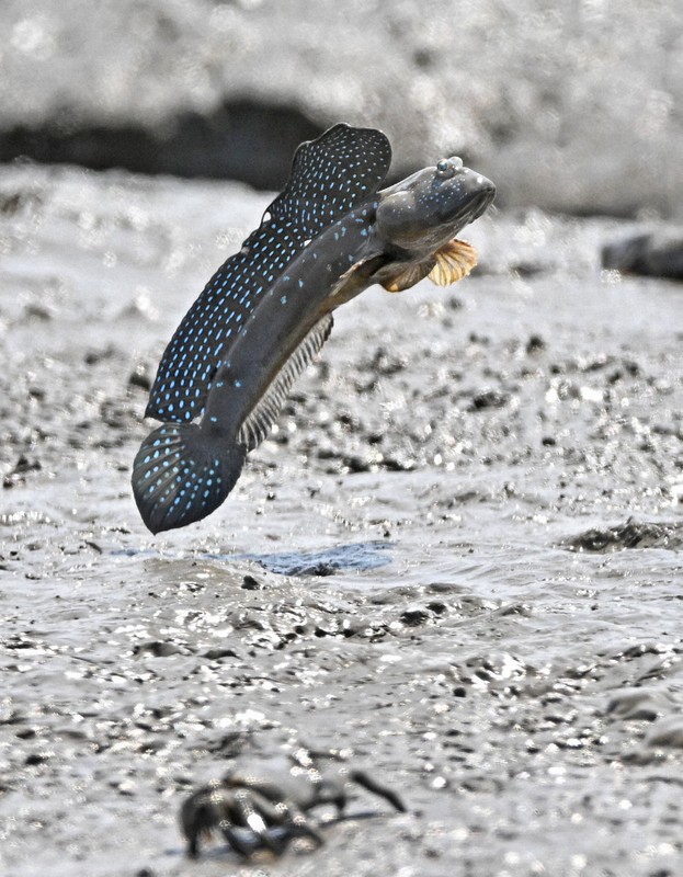 恋の季節を迎えて、有明海の干潟でジャンプするムツゴロウ＝佐賀県小城市で2024年5月21日、野田武撮影