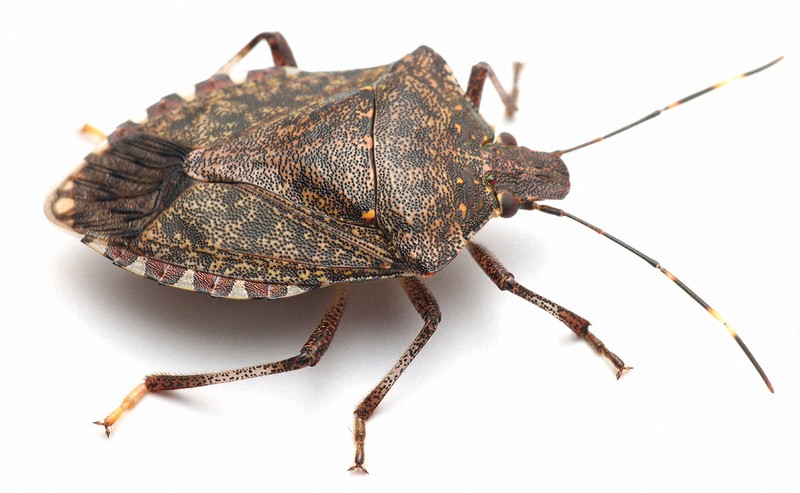 30都府県に「カメムシ注意報」 なぜ大量発生? 対処方法は? | 毎日新聞 