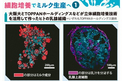 立体細胞培養技術を活用して作ったヒトの乳腺組織