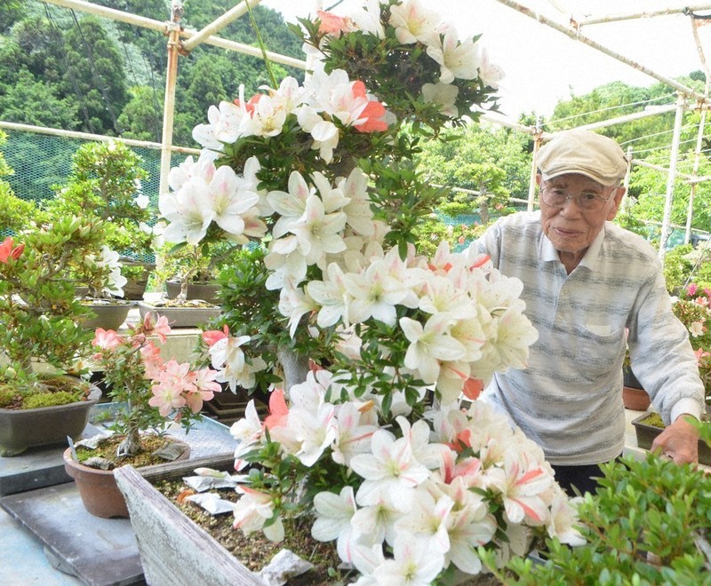 中庭を彩るサツキ500鉢 鳥羽の98歳・植村さんが鑑賞会 ／三重 | 毎日新聞