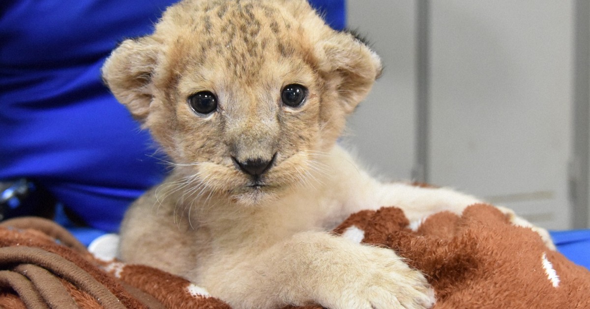 実は雌だった人気ライオンが帰ってきた 札幌から松山の「生家」へ