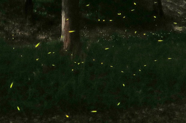 Easy Japanese news in translation: Fireflies communicate by light
