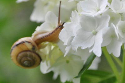 梅雨のイメージといえばアジサイとカタツムリ＝島根県大田市温泉津町温泉津で2014年6月4日午後3時11分、関谷徳撮影