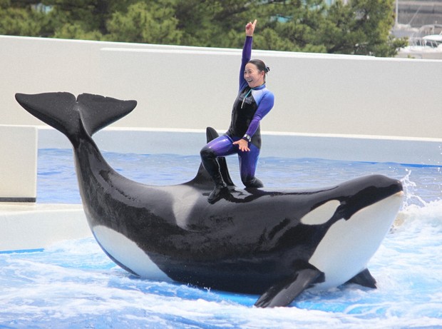 Hotel-aquarium resort with west Japan's only orca shows opening June 1 in  Kobe - The Mainichi