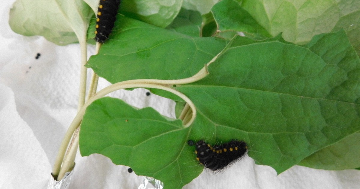 チョウセンヒメギフチョウ 貴重な姿、早く見に来て 県天然記念物、ヒメギフチョウ幼虫初展示