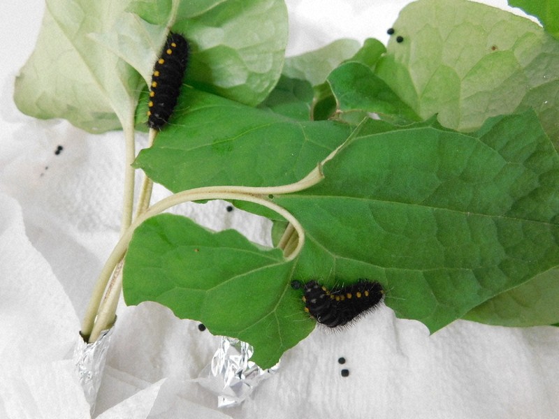 貴重な姿、早く見に来て 県天然記念物、ヒメギフチョウ幼虫初展示