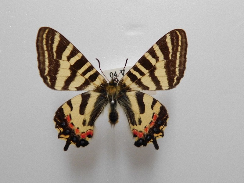 貴重な姿、早く見に来て 県天然記念物、ヒメギフチョウ幼虫初展示