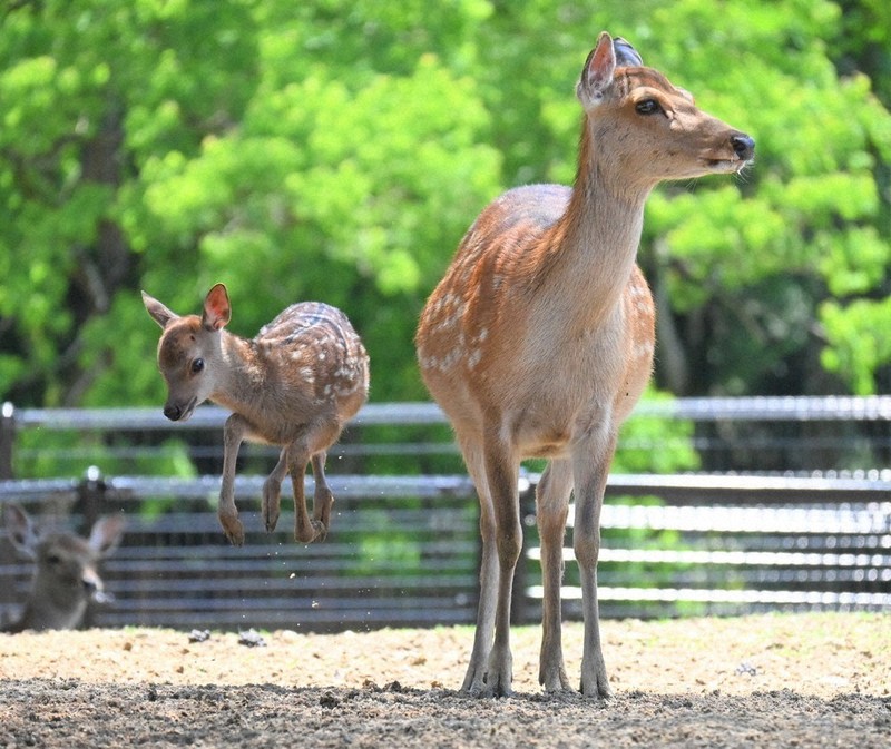 バンビにほっこり♪ 奈良公園で一般公開始まる 奈良 ／奈良 | 毎日新聞