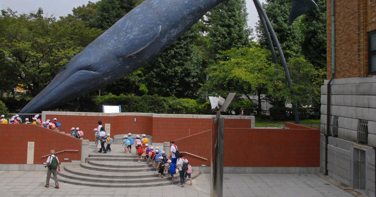 シロナガスクジラ 国立科学博物館 オブジェ 【公式通販】