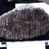 北海道・野付半島沖でマンモス臼歯の化石発見 国内15例目 [写真特集1/4