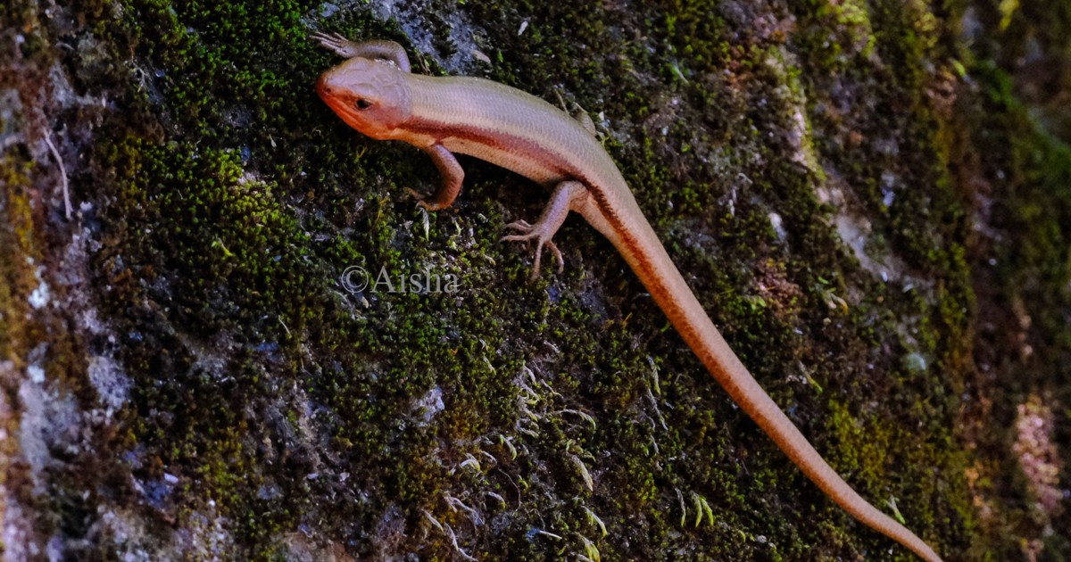 ドカベン全12種類 新品 写真はイメージです。 タイニビッツ。 ダイヘン ( DAIHEN ) ガスレンズ セット φ 3.2 mm TIG 溶接 トーチ部品