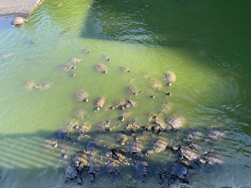 ミドリガメ引き取って」北海道から静岡に依頼 背景に長寿ゆえの