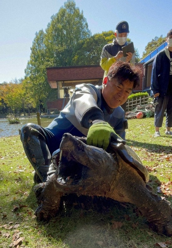 人間のエゴですよ」 外来種規制から1年、ミドリガメはいま [写真