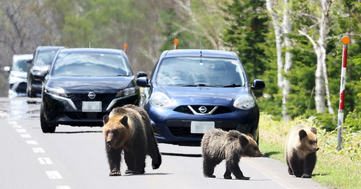 クマの人身被害急増 専門家「遭遇しないための予防策を」 | 毎日新聞