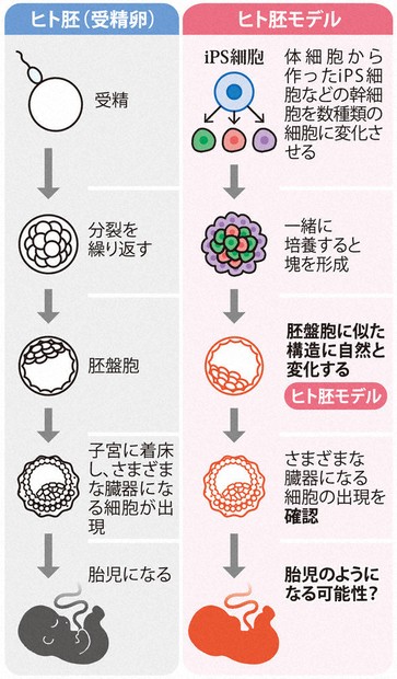 社説：「胚モデル」の研究 生命の尊厳守るルールに | 毎日新聞