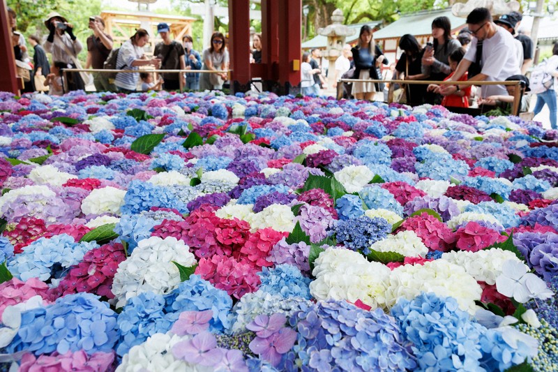 水面に揺らぐ色合い豊かなアジサイ、参拝客お出迎え 太宰府天満宮
