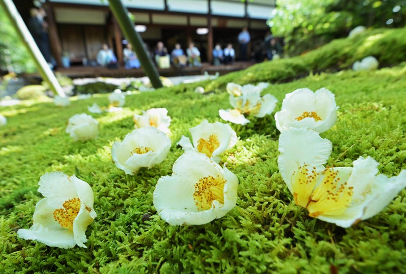 緑あざやかなコケに純白の花 「沙羅の花」が参拝者魅了 京都 | 毎日新聞