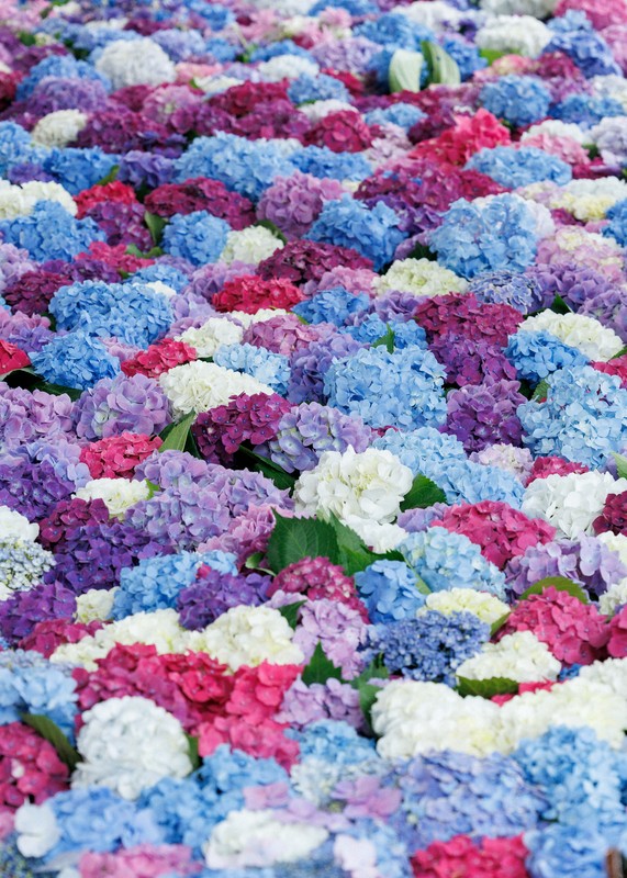 水面に揺らぐアジサイ、参拝客お出迎え 太宰府天満宮 [写真特集2/12