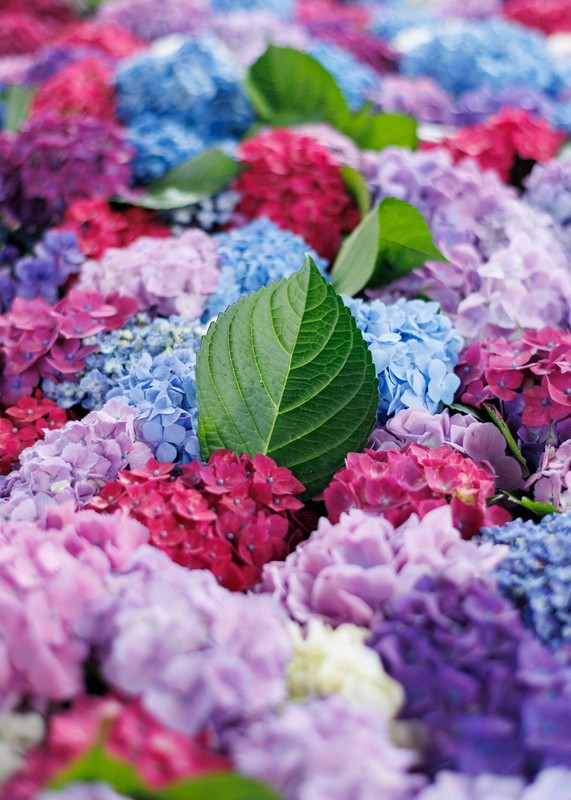 水面に揺らぐアジサイ、参拝客お出迎え 太宰府天満宮 [写真特集2/12