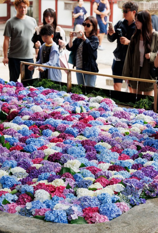 水面に揺らぐアジサイ、参拝客お出迎え 太宰府天満宮 [写真特集2/12