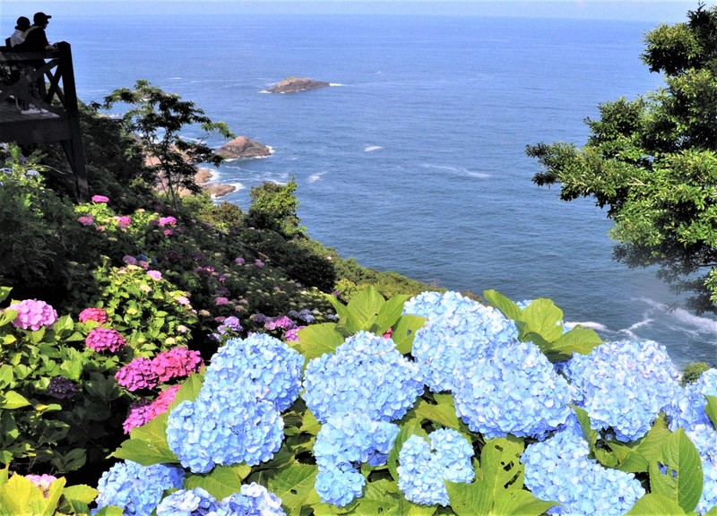 海を背に色とりどりのアジサイ、見ごろ 宮崎・桃源郷岬 | 毎日新聞