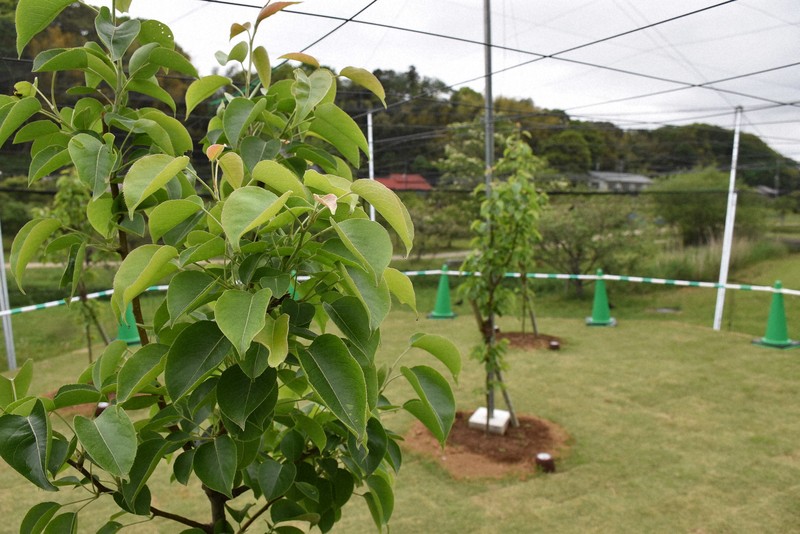 目標は公園や学校を… 「二十世紀梨」が原産地に里帰り、普及へ | 毎日新聞