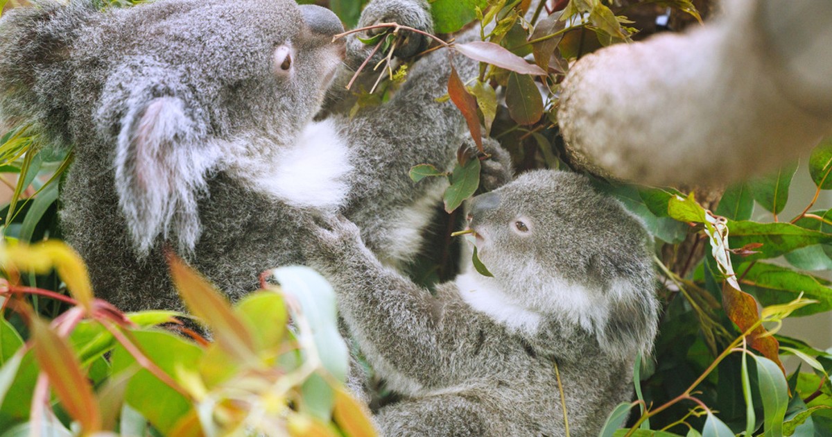 コアラの子供が緑のウンチを食べる理由: 知られざる野生の王国 (青春文庫 コアラの子供が緑のウンチを食べる理由: 知られざる野生の王国 (