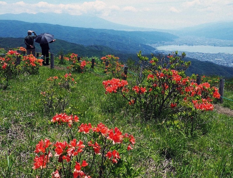 高ボッチ高原彩る朱色の花 レンゲツツジ見ごろ ／長野 | 毎日新聞
