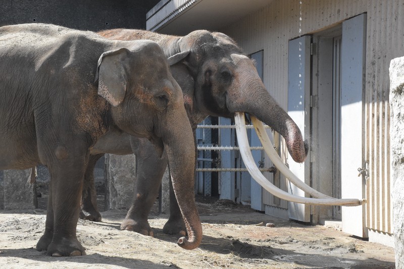 まるでマンモス 横浜のインドゾウ、長さ3メートルの牙は日本一 | 毎日新聞