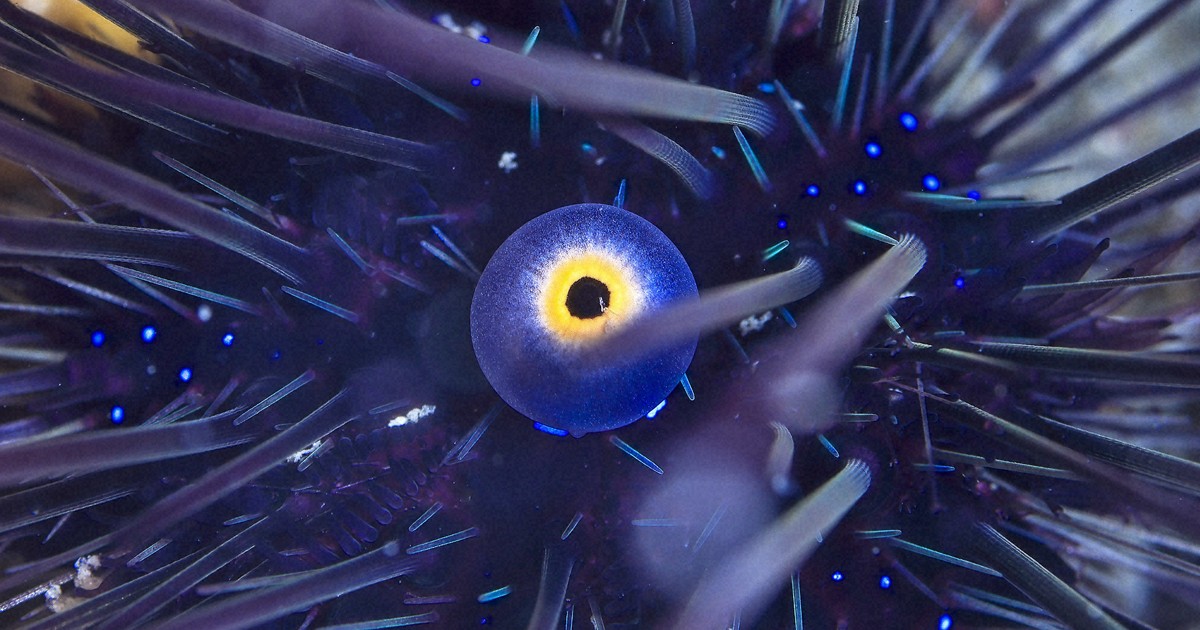 水中写真連載 So Blue：海の「まっくろくろすけ」 その正体は? | 毎日新聞