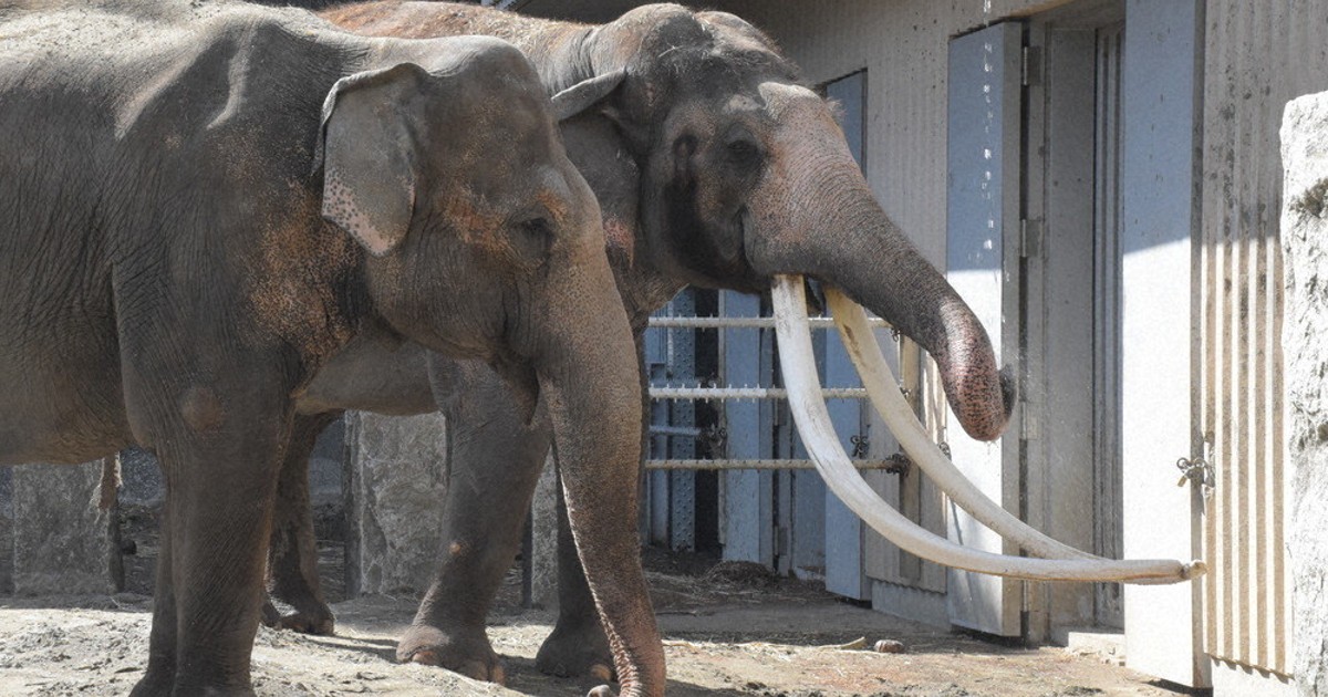 かながわ百景：日本一長～い牙だゾゥ ／神奈川 | 毎日新聞