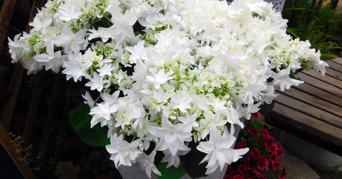 紫陽花苗　正規品タグ付き月影 銀河 星あつめ月うさぎ アジサイ 月うさぎ 5号｜花木04-PA | 花木・庭木,アジサイ類 | 赤塚