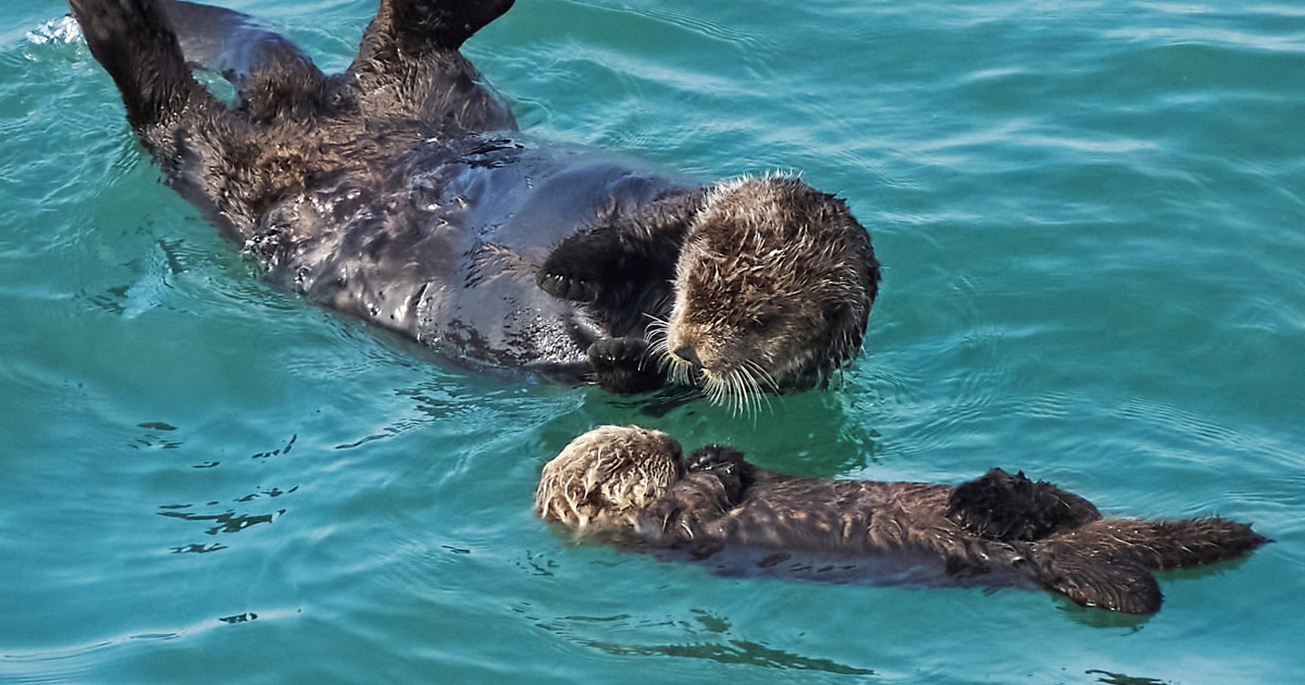 野生のラッコ、北海道で子育て中 海面にプカプカ、愛らしい姿 | 毎日新聞