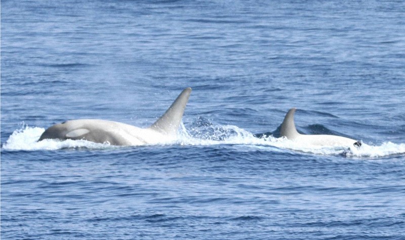今年も白いシャチがきた！ 北海道・根室海峡で撮影 | 毎日新聞
