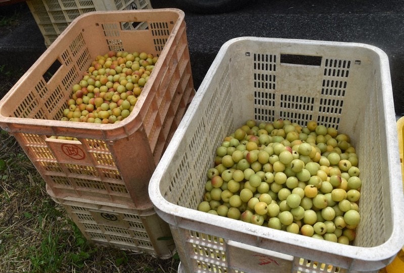 毎小ニュース：経済 特産の梅、記録的な凶作 若木で回復目指す | 毎日新聞