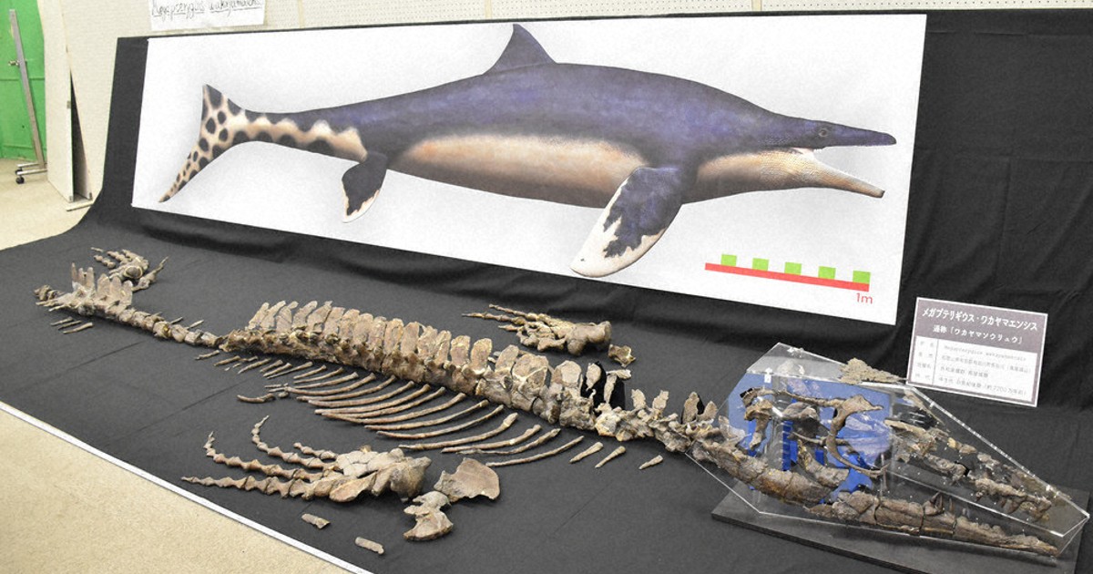 ワカヤマソウリュウ発見 「新種化石」町に活気を 地域資源活用へ 来月