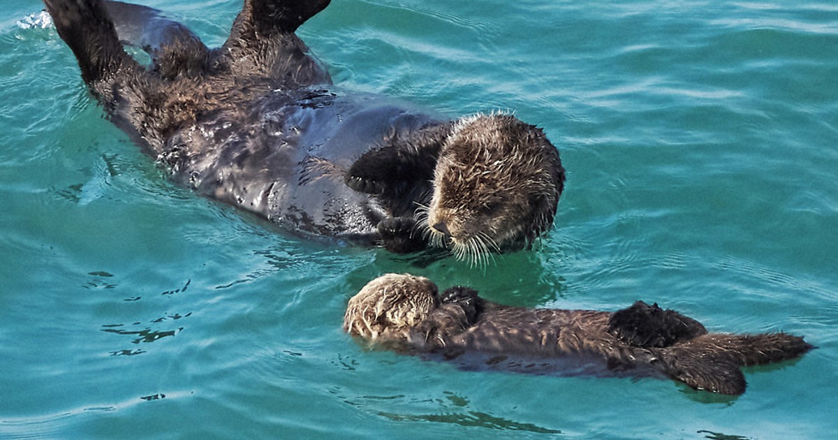 ラッコ：ラッコ、プカプカ子育て 北海道・霧多布岬 | 毎日新聞