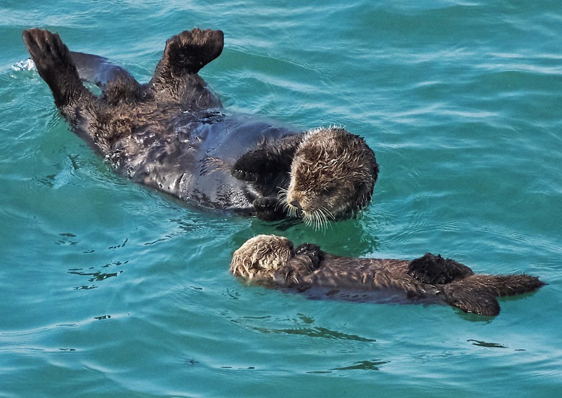 ラッコ：ラッコ、プカプカ子育て 北海道・霧多布岬 | 毎日新聞
