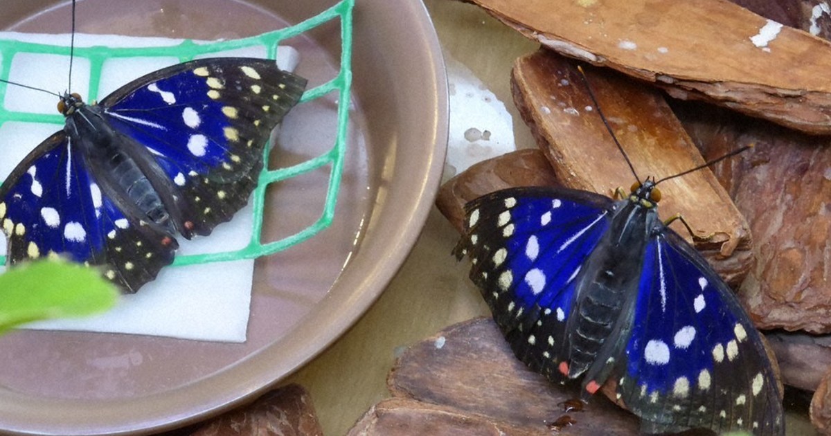 優美な姿、はばたく 橿原市昆虫館、国蝶オオムラサキ展示 ／奈良