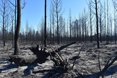 山火事で焼き尽くされたポルトガルの国立森林公園＝ポルトガル中部レイリアで2017年11月30日、八田浩輔撮影